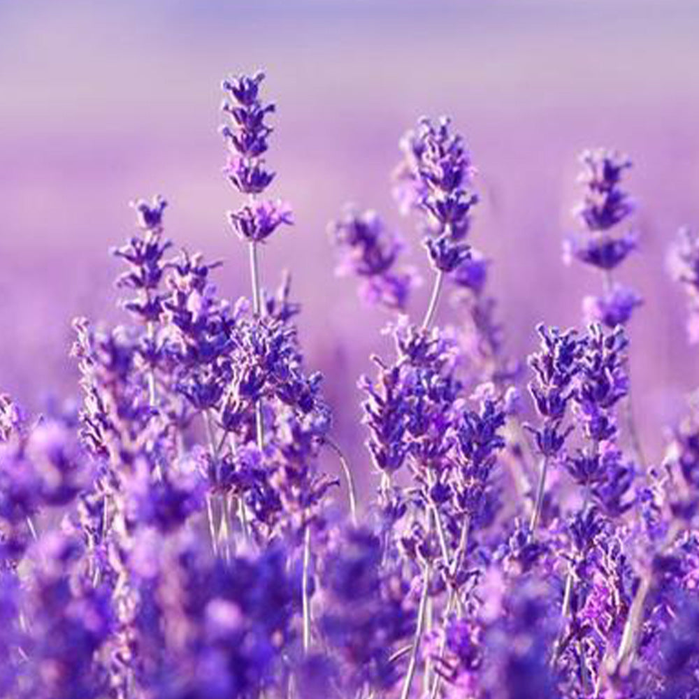 Healing Flowers For Your Home & Well-Being