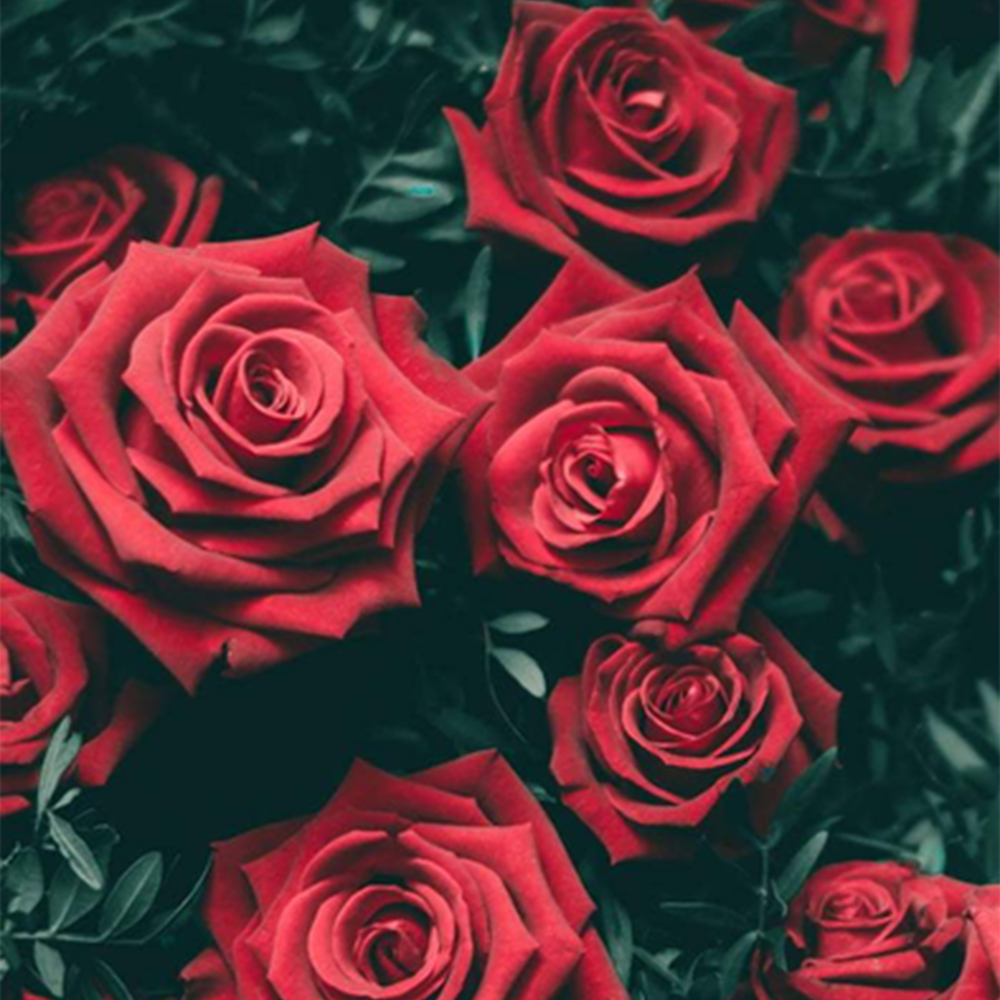 Floral Linguistics - Roses